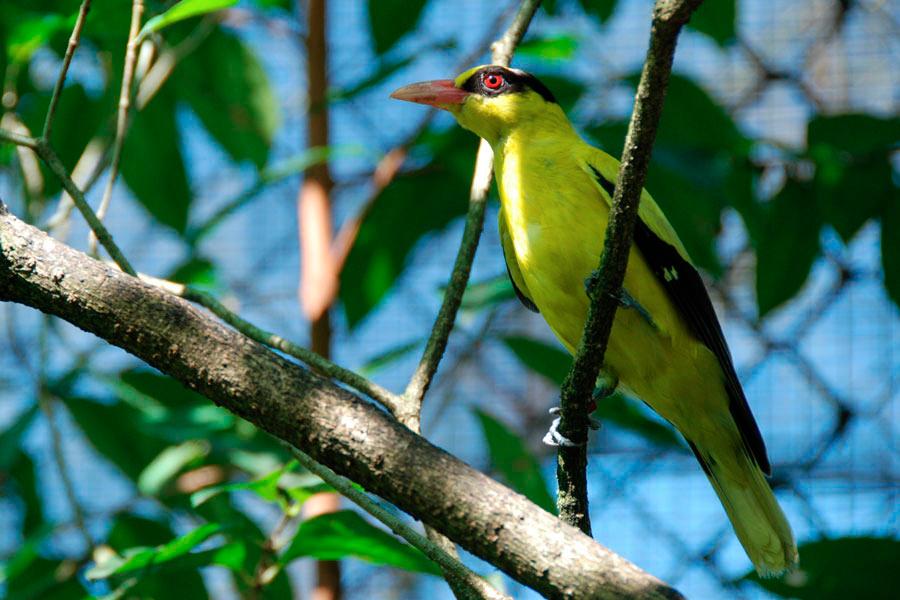 $!Visit bird aviary to witness wide variety of bird species.