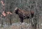 An elk is seen alongside of a road from Pripyat to Chernobyl on December 8, 2020. More than three decades after the Chernobyl nuclear disaster forced thousands to evacuate, there is an influx of visitors to the area that has spurred officials to seek official status from UNESCO. O AFP / GENYA SAVILOV