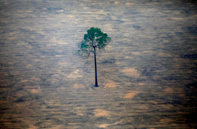 An aerial view shows a deforested plot of the Amazon near Porto Velho, Rondonia State, Brazil, September 17, 2019. REUTERSpix