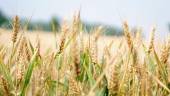 Selangor, Penang &amp; Sabah emerged as top importers of wheat