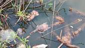 n this picture taken on January 22, 2022, a dead turtle floats on the Gauripada lake in Kalyan around 40 km from Mumbai, after dozens of turtles were found dead for suspected poisoning, Indian wildlife experts reported. AFPPIX