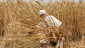 (FILES) In this file photograph taken on April 12, 2022, an Indian farmer poses as he harvests wheat crop in a field on the outskirts of Amritsar, in the northern Indian state of Punjab. AFPPIX