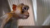 The crash in Pennsylvania of a truck transporting 100 monkeys to a laboratory allowed four of them to escape, triggering a search by police who warned the public not to approach the animals. AFPPIX