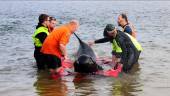 Rescuers release a stranded pilot whale back in the ocean at Macquarie Heads, on the west coast of Tasmania on September 22, 2022. About 200 pilot whales have perished after stranding themselves on an exposed, surf-swept beach on the rugged west coast of Tasmania. AFPPIX