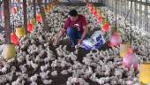 Pekerja ladang Mohamad Hamizan Zakari memeriksa sebahagian 20,000 ekor ayam yang diternak di sebuah ladang di Kampung Pelam, Telemong di Terengganu. fotoBERNAMA