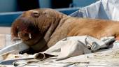(FILES) This file photo taken on July 19, 2022 shows young female walrus nicknamed Freya resting on a boat in Frognerkilen, Oslo Fjord, Norway. - AFPPIX