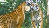 Active steps are needed to address threats to the Malayan tiger. – CHRISTOPHER WONG/WWF-MALAYSIA