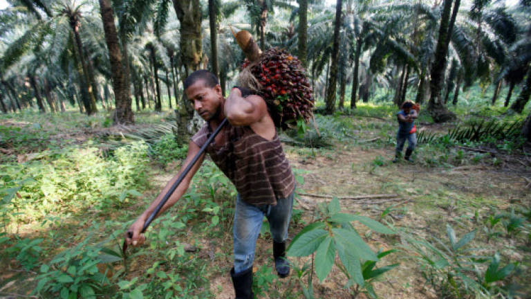 Workers collect oil palm fruits at Felda Sungai Tengi Selatan plantation in Sungai Tengi, 100km north of Kuala Lumpur. — REUTERSPIX