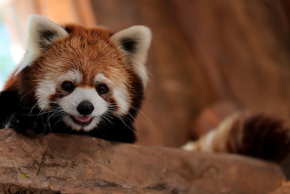 Chile zoo introduces two rare red pandas