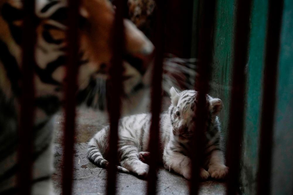 A white bengal tiger cub is seen beside its mother at the zoo in Havana, Cuba, April 14, 2021. Picture taken on April 14, 2021.–Reuters