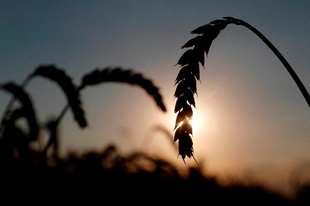 FILE PHOTO: Ears of wheat are seen in a field near the village of Hrebeni in Kyiv region, Ukraine, July 17, 2020. REUTERSPIX