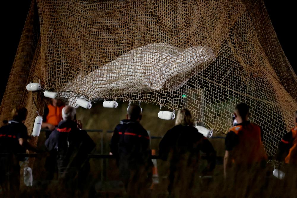 Firefighters and members of a search and rescue team pull up a net as they rescue a Beluga whale which strayed into France’s Seine river, near the Notre-Dame-de-la-Garenne lock in Saint-Pierre-la-Garenne, France, August 10, 2022. REUTERSPIX