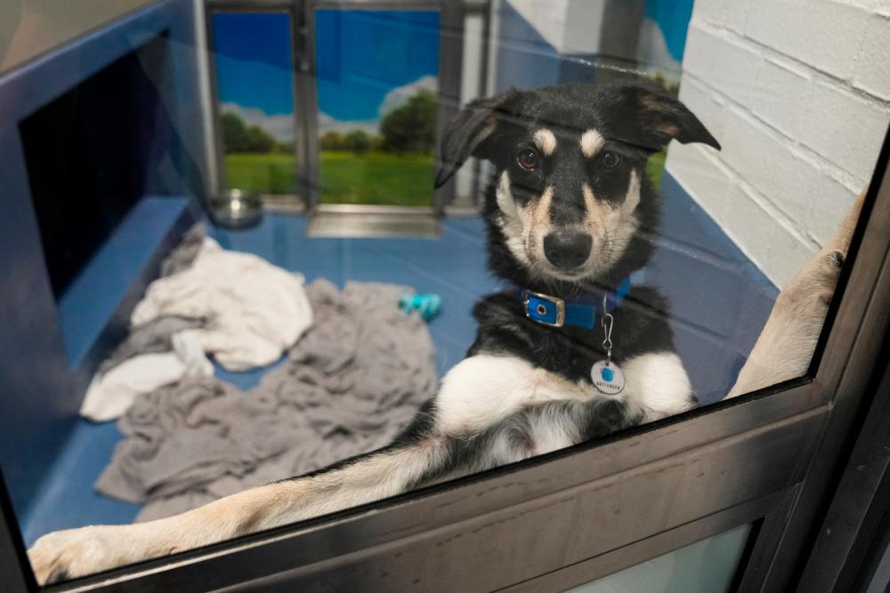 Daisy looks on from her kennel at Battersea Dogs and Cats Home, in London, Britain August 10, 2022. - REUTERSPIX