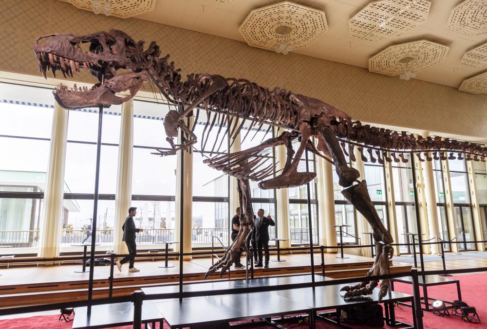 A 67-million-year-old T-Rex skeleton named “TRX-293 TRINITY Tyrannosaurus” and measuring 11.6m long and 3.9m high, is seen during a preview at Koller auction house in Zurich, Switzerland March 29, 2023. REUTERSPIX