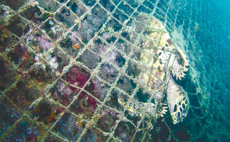 World Wildlife Fund Malaysia reported that bottom trawling is one of the most destructive fishing methods.