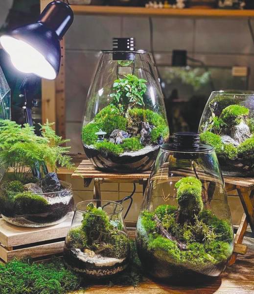 $!Terrariums can come in various shapes and designs. – MOSSARIUM