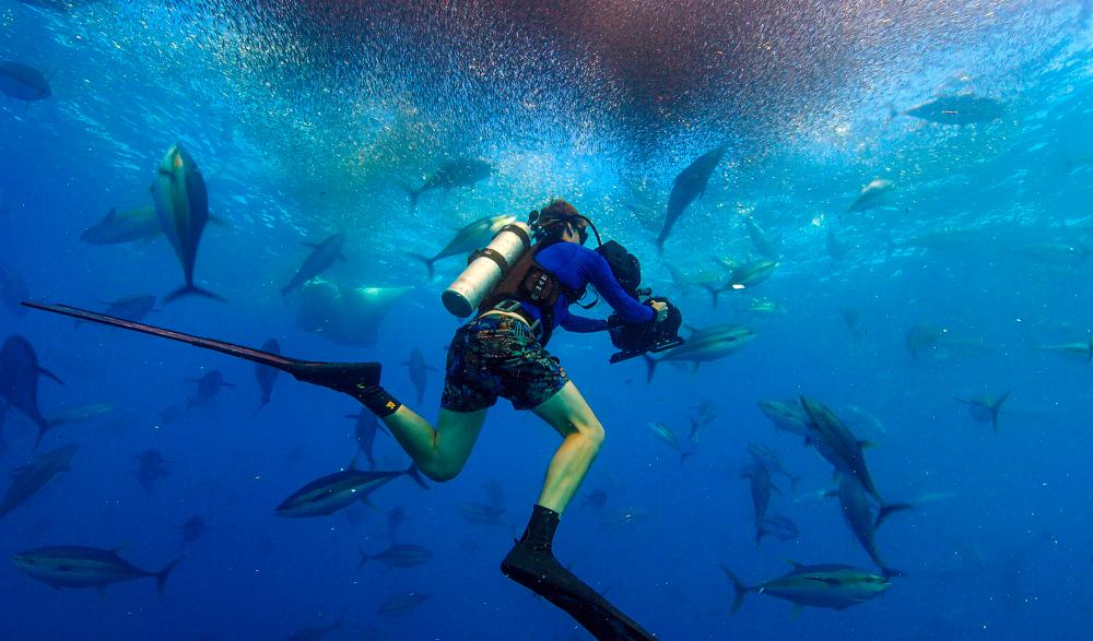 $!Filming a baitball in action with yellowfin tuna surrounding it. – NATIONAL GEOGRAPHIC FOR DISNEY+