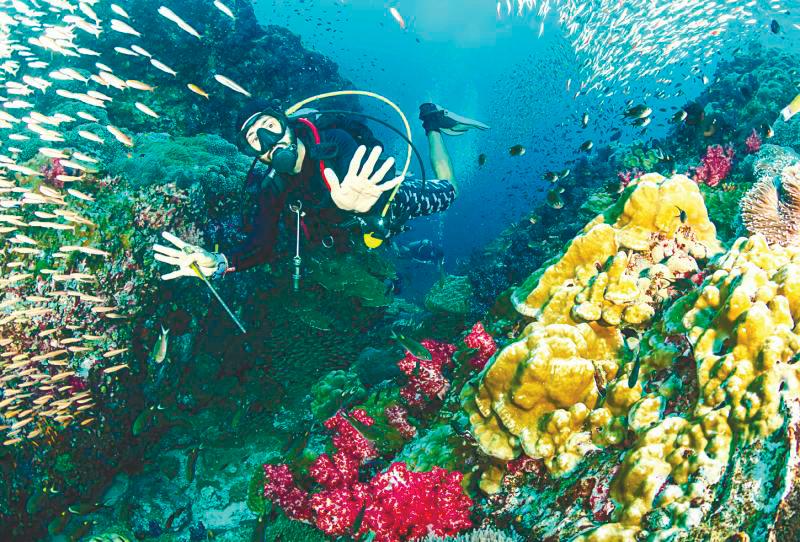 Certified PADI license that grants you the freedom to explore the ocean depths. – 123RF