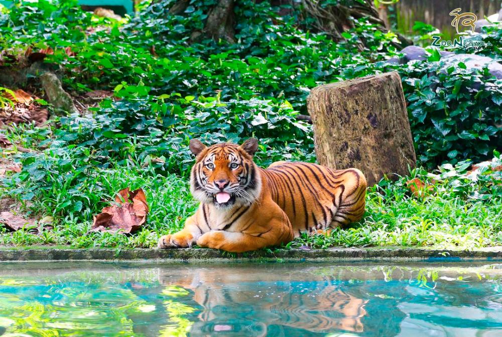 Zoo Negara is Malaysia’s largest zoo and is located in Ampang, Selangor. – ALL PIX BY ZOO NEGARA