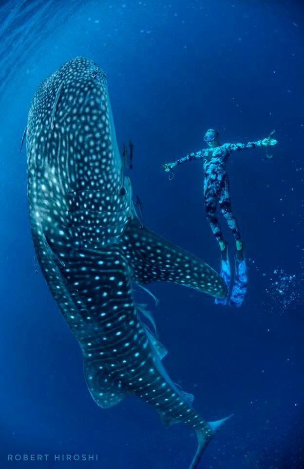 $!Dolphin Lee’s underwater encounter with a whaleshark.