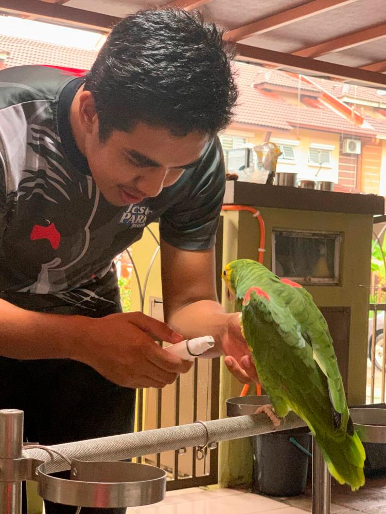 $!Due to the intelligence of parrots, Syimir is able to work with the parrots of other owners. - Picture by Hisham Noh