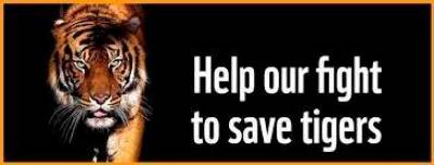 Expedite initiatives to save our tigers