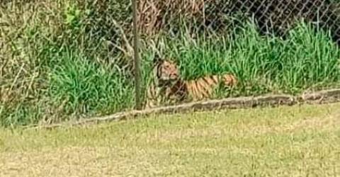 Harimau terlihat berkeliaran di luar pagar sekolah