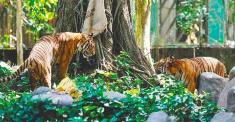 Besoin urgent de gérer le conflit homme-tigre