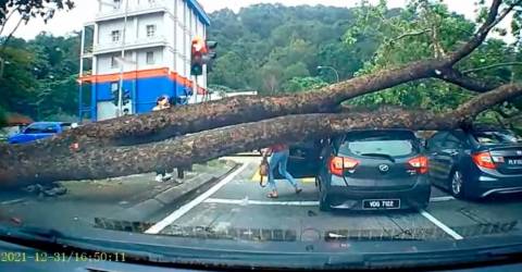 Pohon besar menabrak mobil, pengemudi lolos tanpa cedera