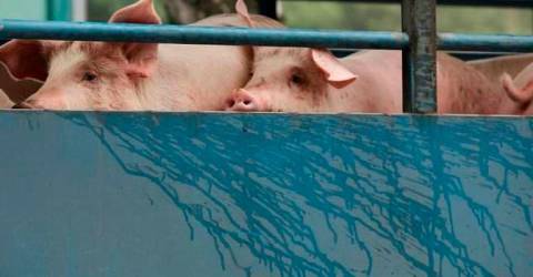 16 000 porcs à Melaka pour abattage en raison de la peste porcine africaine