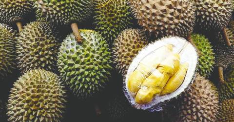 Le grand appétit de la Chine pour le durian aux producteurs et exportateurs de M’sian