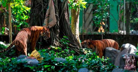 La déclaration conjointe de Kuala Lumpur a augmenté la population de tigres