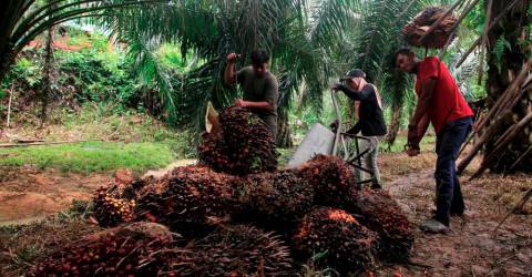 印度9月份从马来西亚进口的棕榈油增加了21％-TheSundaily