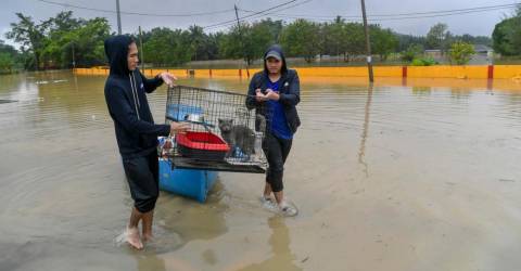 Les « furkids » piégés à Taman Sri Muda, ravagé par les inondations, ne sont pas oubliés