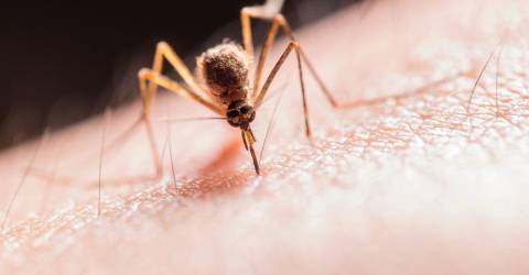 La Malaisie enregistre 26 365 cas de dengue l’année dernière