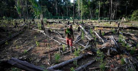 Amazonie colombienne : victime de la paix