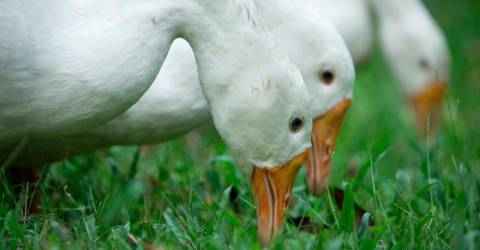 La France détecte la grippe aviaire dans un élevage de canards
