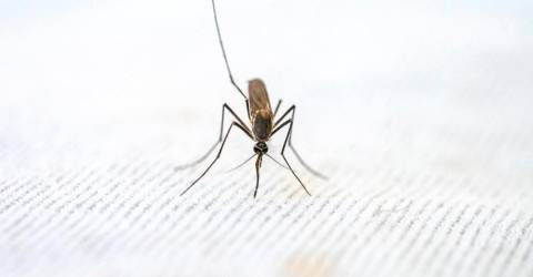 Kematian akibat malaria meningkat 69.000 pada tahun 2020 karena gangguan Covid-19, kata WHO