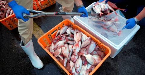 G-7 calls for removal of ban on Japanese fishery products