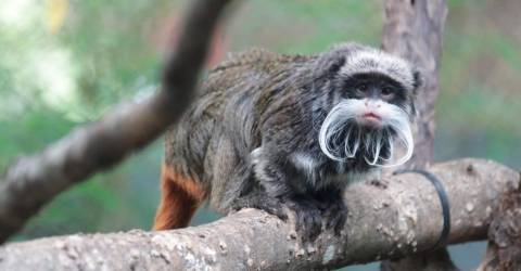 Two missing Dallas Zoo monkeys found: Police