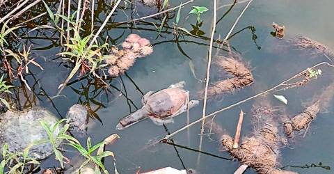 Des dizaines de tortues indiennes meurent dans un empoisonnement présumé