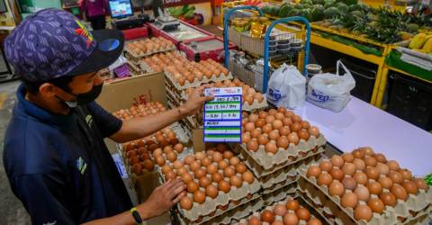 Le prix des volailles et des œufs restera inchangé en décembre