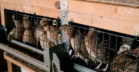 Bulgaria to cull 25,000 quails to contain flu outbreak