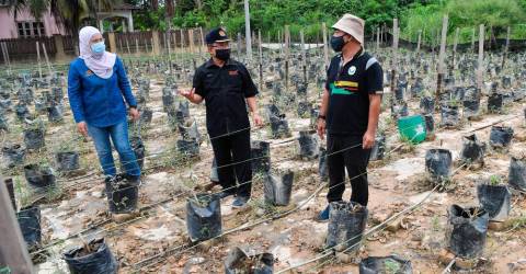 Petani Temerloh kehilangan lebih dari RM120,000 sayuran, ikan