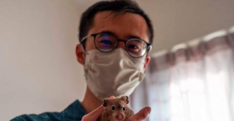 Heartbreak alors que les propriétaires d’animaux de compagnie de Hong Kong abandonnent les hamsters pour l’abattage de Covid