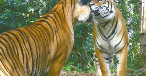 Les forêts vierges sont les habitats les plus idéaux pour les tigres