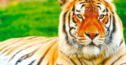 Pemerintah mengusulkan penggunaan kalung pelacak pada Harimau Malaya