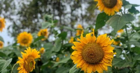 Taman bunga matahari bagan datuk