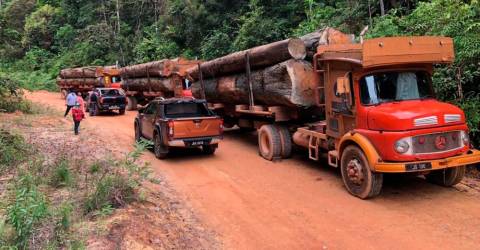 L’interdiction de Sabah sur l’exportation de bois sera levée
