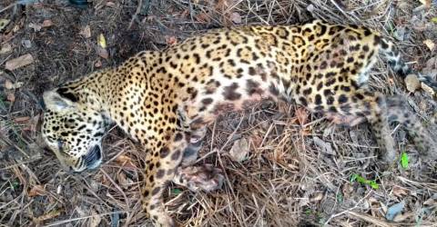 Jaguar dilepaskan di Argentina untuk membantu spesies yang terancam punah